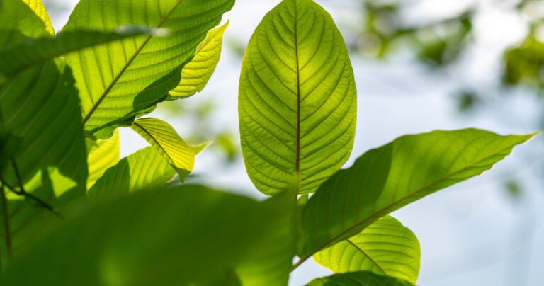 Kratom Strains: Differences Between The Colors